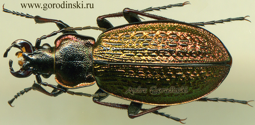 http://www.gorodinski.ru/carabus/Morphocarabus zherichini.jpg